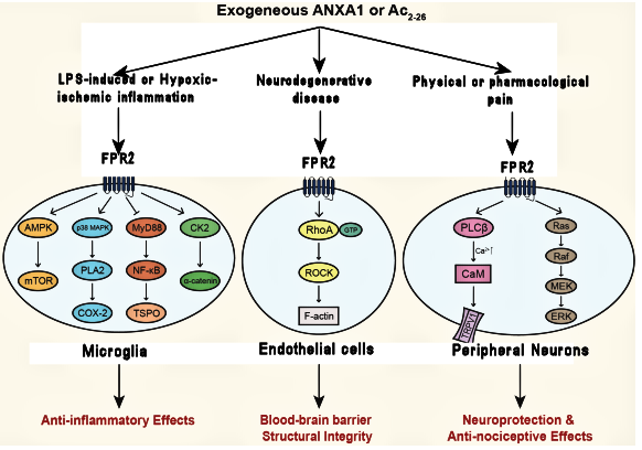 AnxA1 signalling in brain