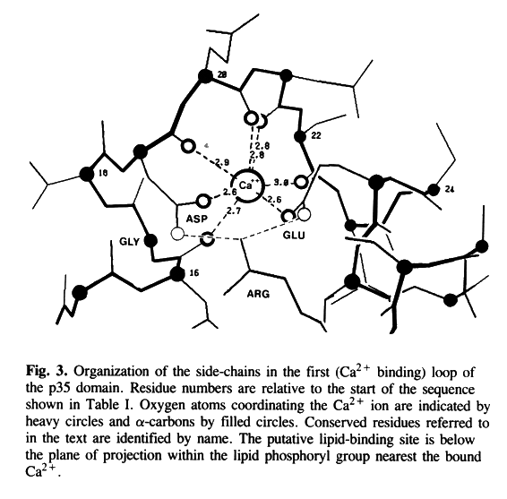 Calcium binding site