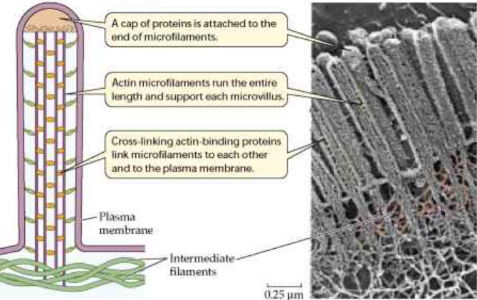 brush border structure