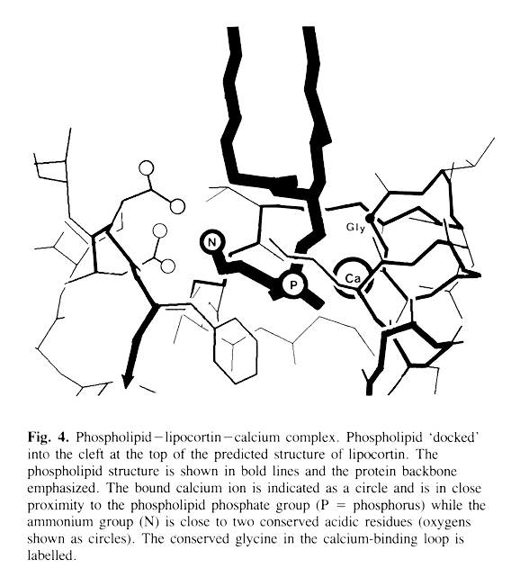 lipid binding site