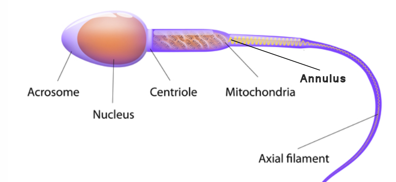 bovine sperm cell