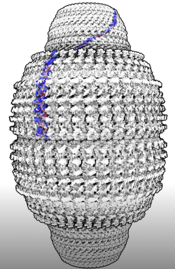 Vault - present in many copies in cells. Function uncertain